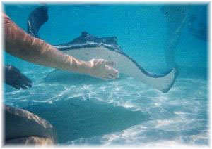 feeding a stingray