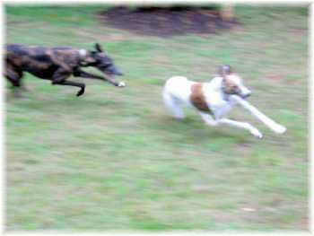 Kasha and Zoe running laps