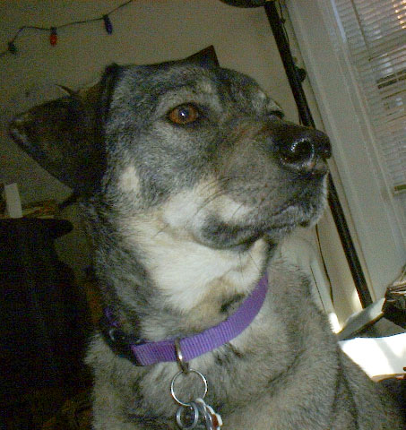 dignified.ollie.jpeg