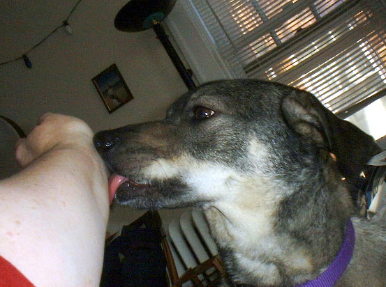 ollie.licking.jpeg
