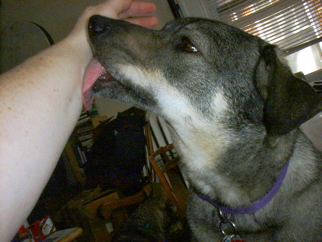 ollie.licking2.jpeg