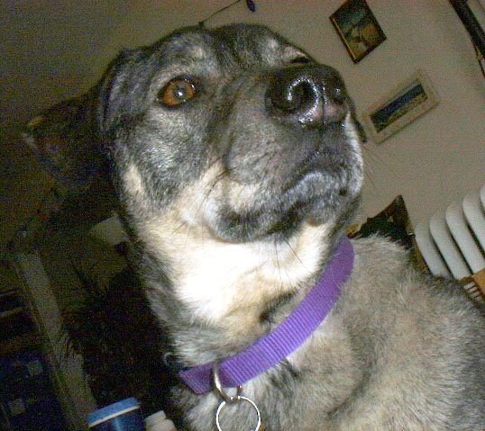 ollie.looking