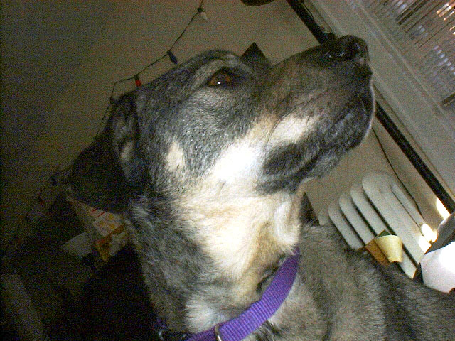 ollie.profile