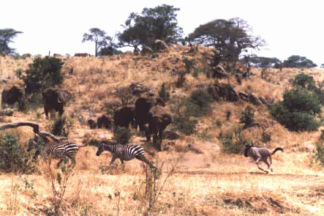 Elephant herd descending hillside