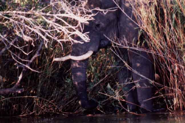 Elephant in Shrubs