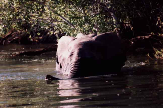 Elephant in Zambezi River