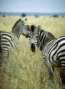 Two Zebras