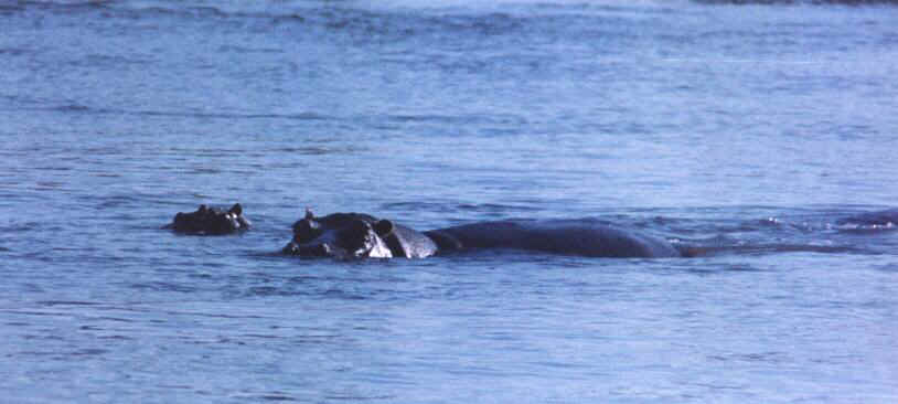 riverhrs3.jpg (42692 bytes)