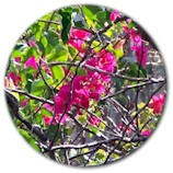 berumda_pink_rose.jpg (14615 bytes)