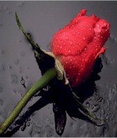rose.jpg (52422 bytes)