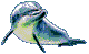 dolphin1
