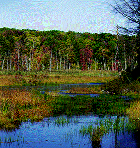 Blue Swamp