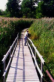 One of the Boardwalks in White's Woods