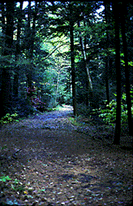 A Forest Path