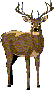 whitetail buck