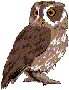 owl