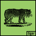 tiger