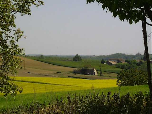 Mustard field
