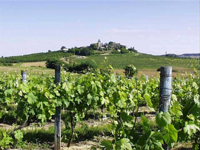 Monteton vineyards