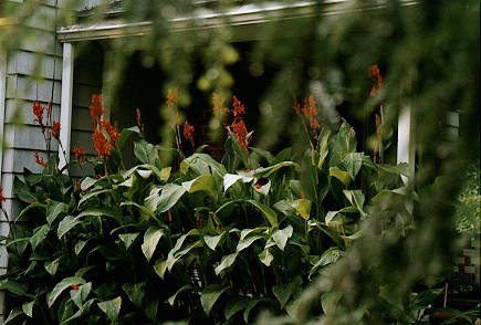 Cannas plants