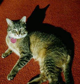 Jebu, larger than life