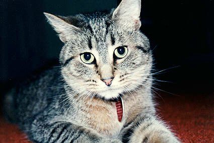 Jebu's endearing mug