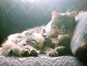 Titania, giving the contented eye