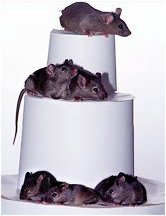 lots o cloned mice