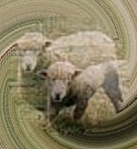superimposed sheep photo