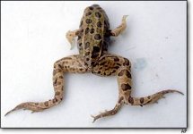 frog photo w/ 3 feet