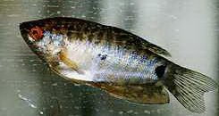 Gourami photo
