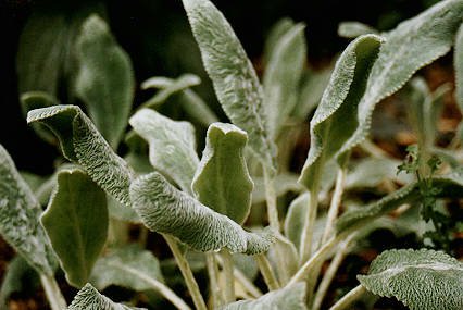 a garden variety of lambs' 
ears