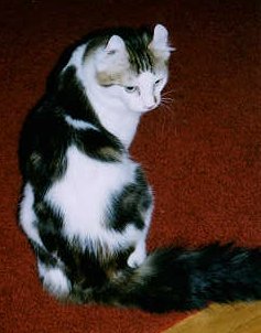 Ptarmigan shows off his coat