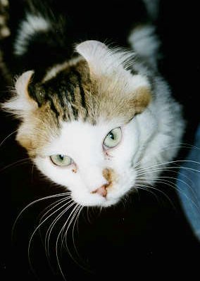 Ptarmigan - copyright 1998 by tdiann@ct2.nai.net