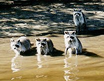 raccoons enter the water