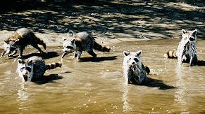 raccoons approach the airboat