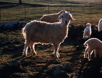 a glowing nuclear family??