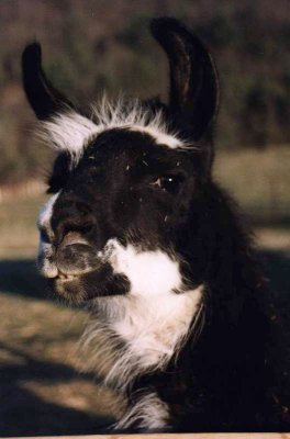 Domino the Llama