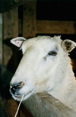 hint: my children are lambs