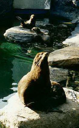 Several seals