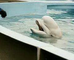 Beluga Whale
