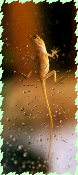 tiny brown anole